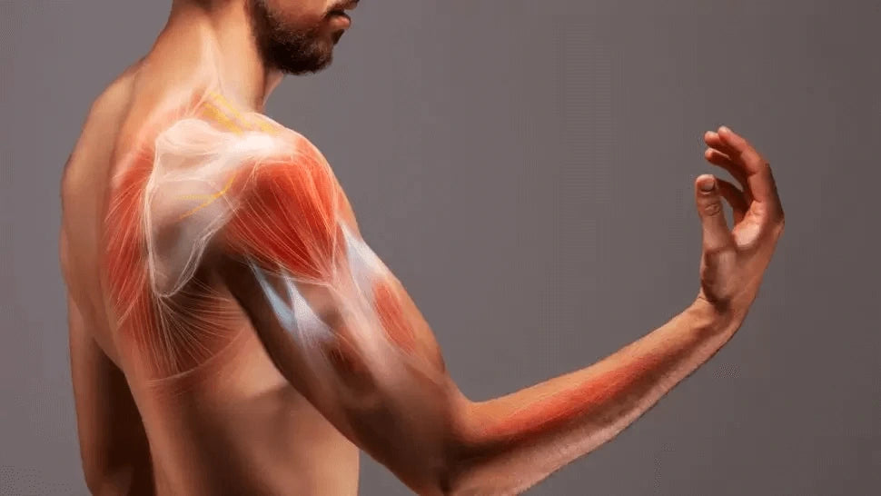 Muscle Recovery Gets Slower
